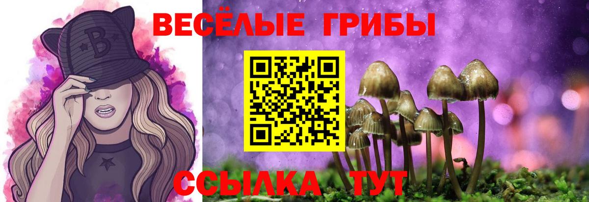 Галлюциногенные грибы Psilocybe Тамбов